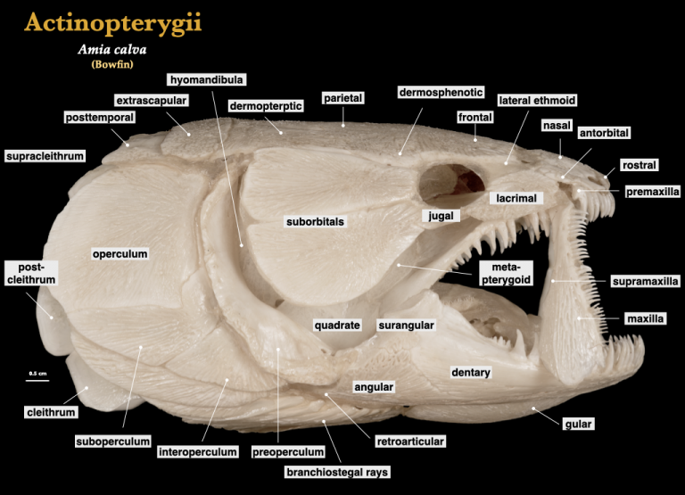 Fish Skulls Morphology Of The Vertebrate Skeleton