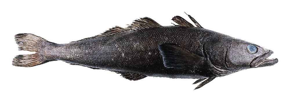 Image of a Patagonian Toothfish (aka Chilean Sea Bass).
