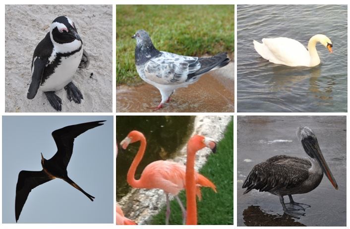 Six images of birds. A penguin, a pigeon, a swan, a frigate bird, a flamingo, and a stork.