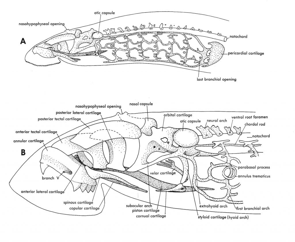 Fish Skulls – Morphology of the Vertebrate Skeleton