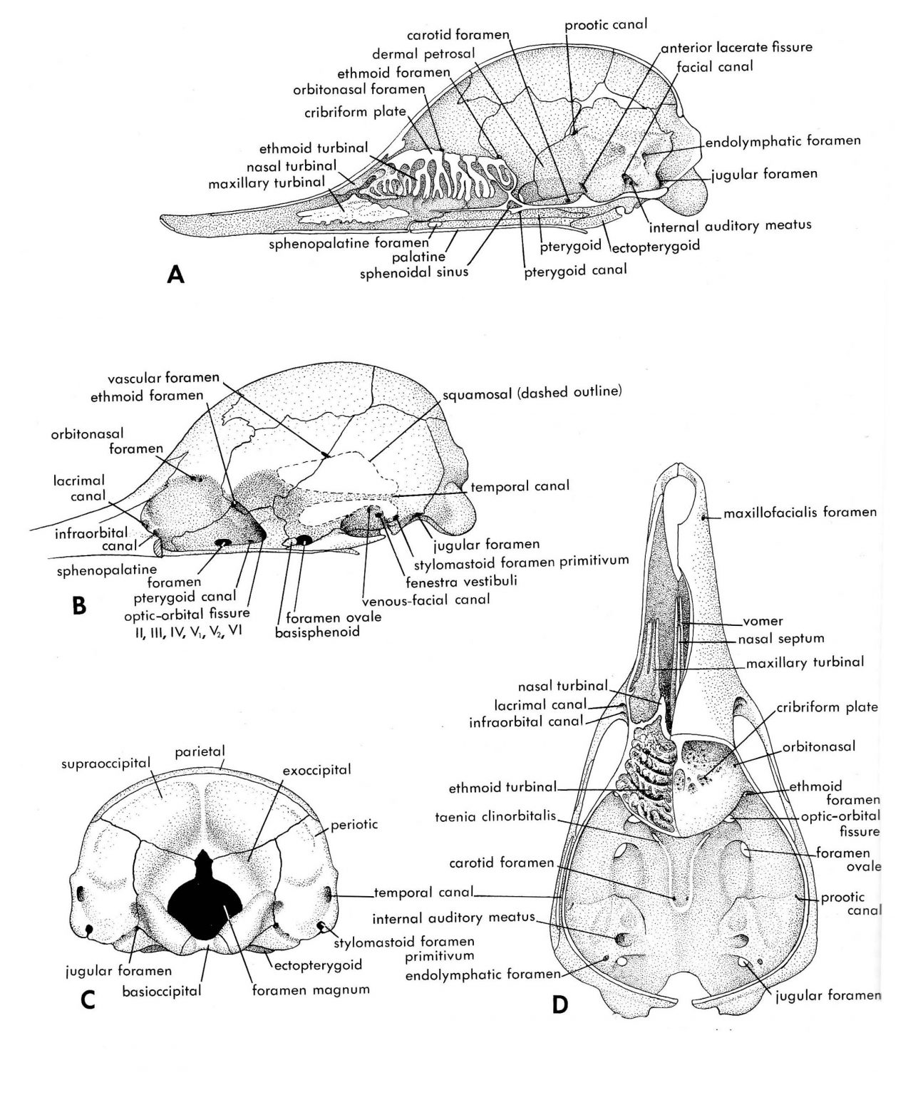 Mammal Skulls – Morphology of the Vertebrate Skeleton