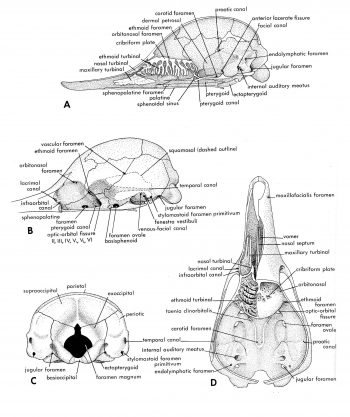 Mammal Skulls – Morphology of the Vertebrate Skeleton