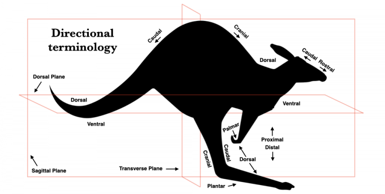 Vertebrate Skeleton – Morphology of the Vertebrate Skeleton