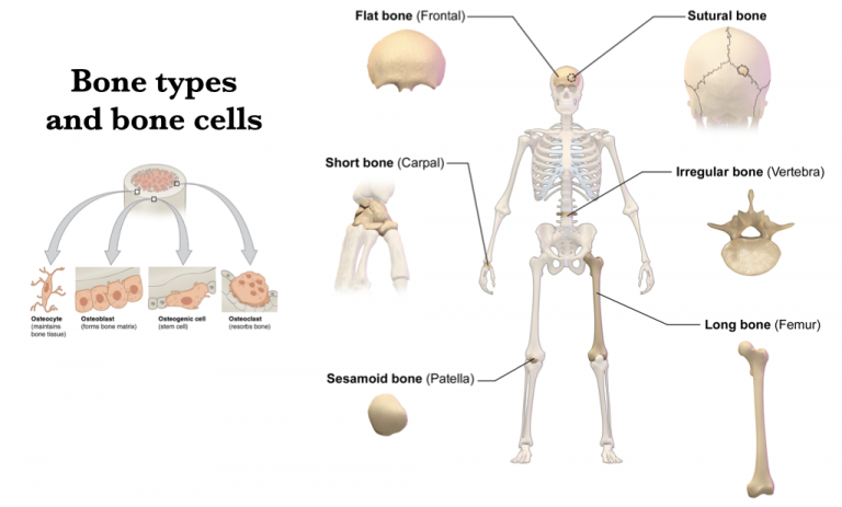 Vertebrate Skeleton – Morphology of the Vertebrate Skeleton