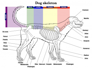 Vertebrate Skeleton – Morphology of the Vertebrate Skeleton