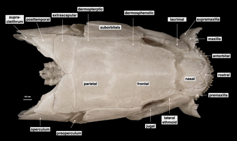 Fish Skulls – Morphology of the Vertebrate Skeleton