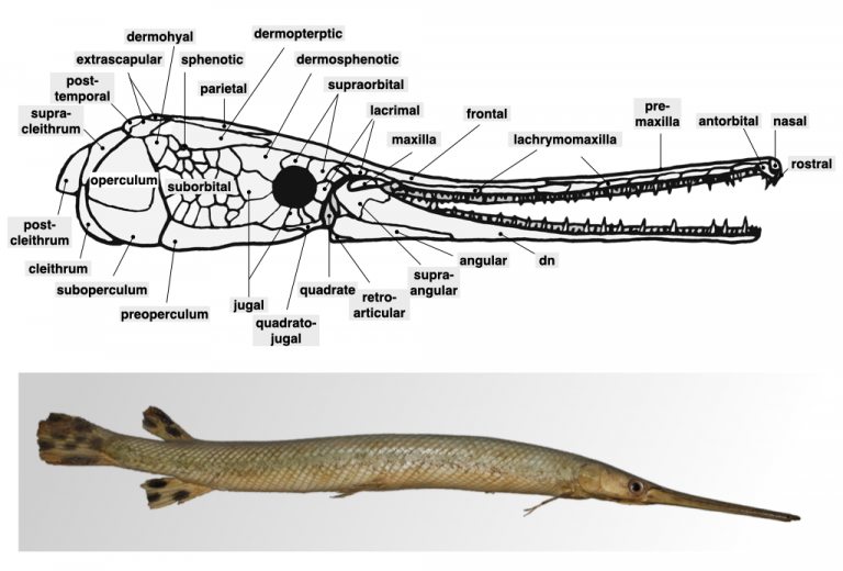 Fish Skulls – Morphology of the Vertebrate Skeleton