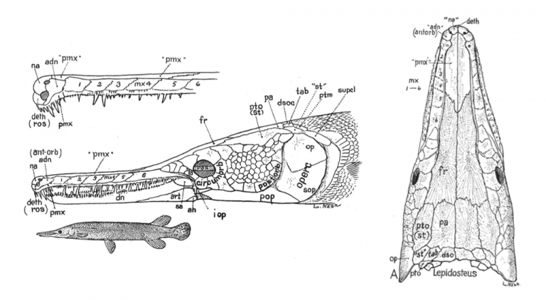 Fish Skulls – Morphology of the Vertebrate Skeleton