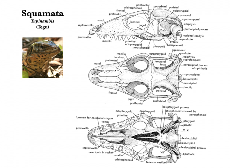 Amphibian and Reptile Skulls Morphology of the Vertebrate Skeleton