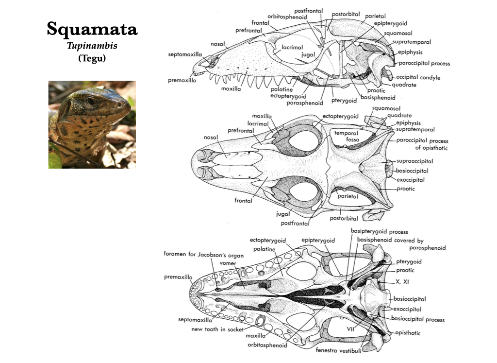 Mandible - Wikipedia