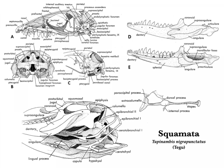 Amphibian And Reptile Skulls – Morphology Of The Vertebrate Skeleton