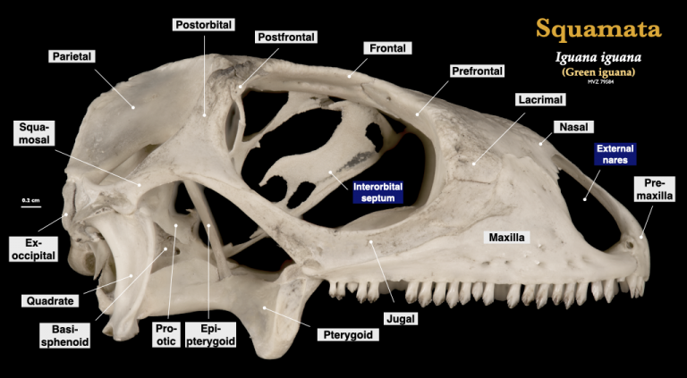 Amphibian And Reptile Skulls – Morphology Of The Vertebrate Skeleton