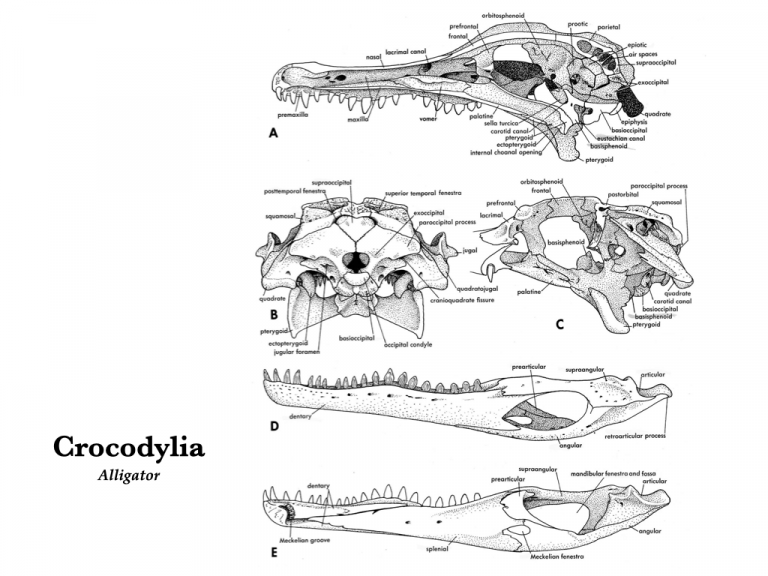 Amphibian and Reptile Skulls Morphology of the Vertebrate Skeleton