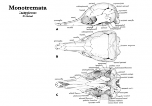 Mammal Skulls – Morphology of the Vertebrate Skeleton