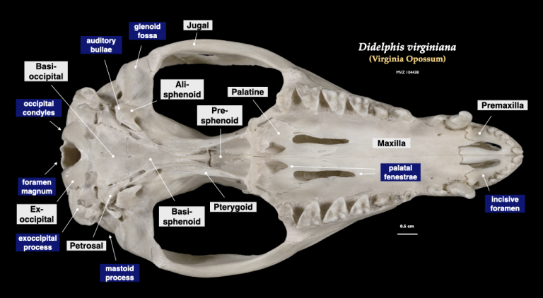 Mammal Skulls – Morphology Of The Vertebrate Skeleton