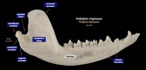 Mammal Skulls – Morphology Of The Vertebrate Skeleton