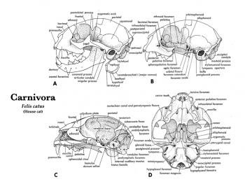 Mammal Skulls – Morphology Of The Vertebrate Skeleton