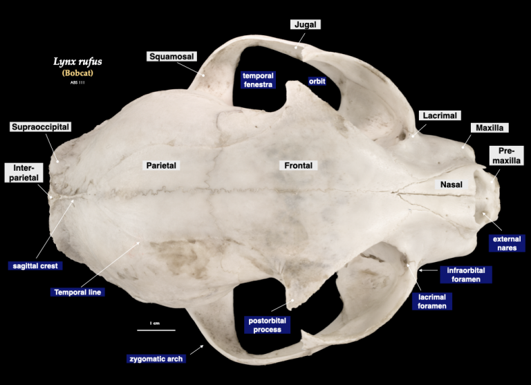 Mammal Skulls – Morphology of the Vertebrate Skeleton