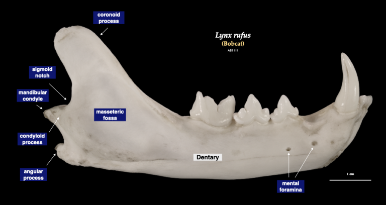 Mammal Skulls – Morphology of the Vertebrate Skeleton