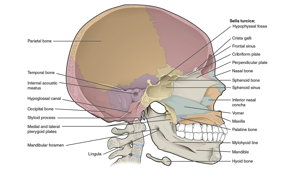 Hyoid bone - Wikipedia