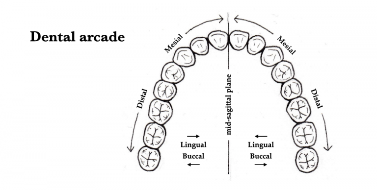 Teeth – Morphology of the Vertebrate Skeleton