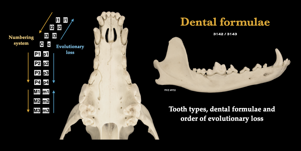 Teeth – Morphology of the Vertebrate Skeleton