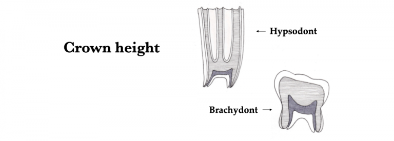 Teeth – Morphology Of The Vertebrate Skeleton