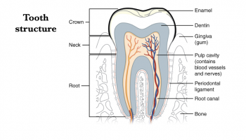 Teeth – Morphology of the Vertebrate Skeleton