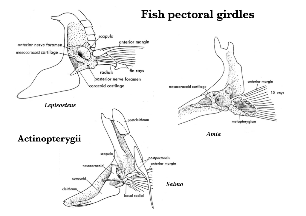 Articulated pectoral girdle - ppt video online download