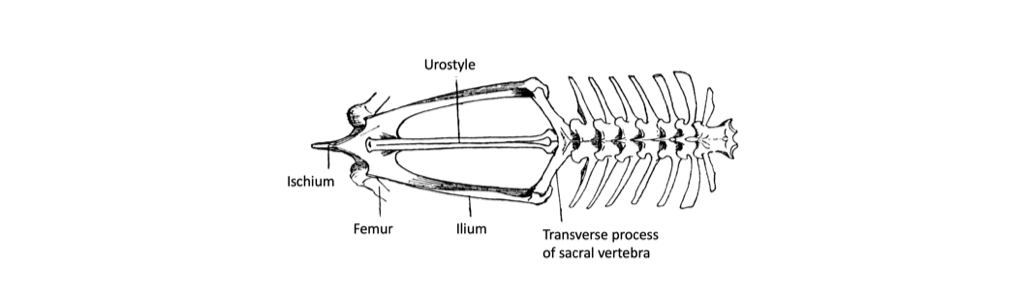 Pectoral and Pelvic Girdles – Morphology of the Vertebrate Skeleton