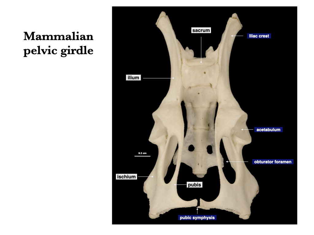 Pectoral and Pelvic Girdles – Morphology of the Vertebrate Skeleton