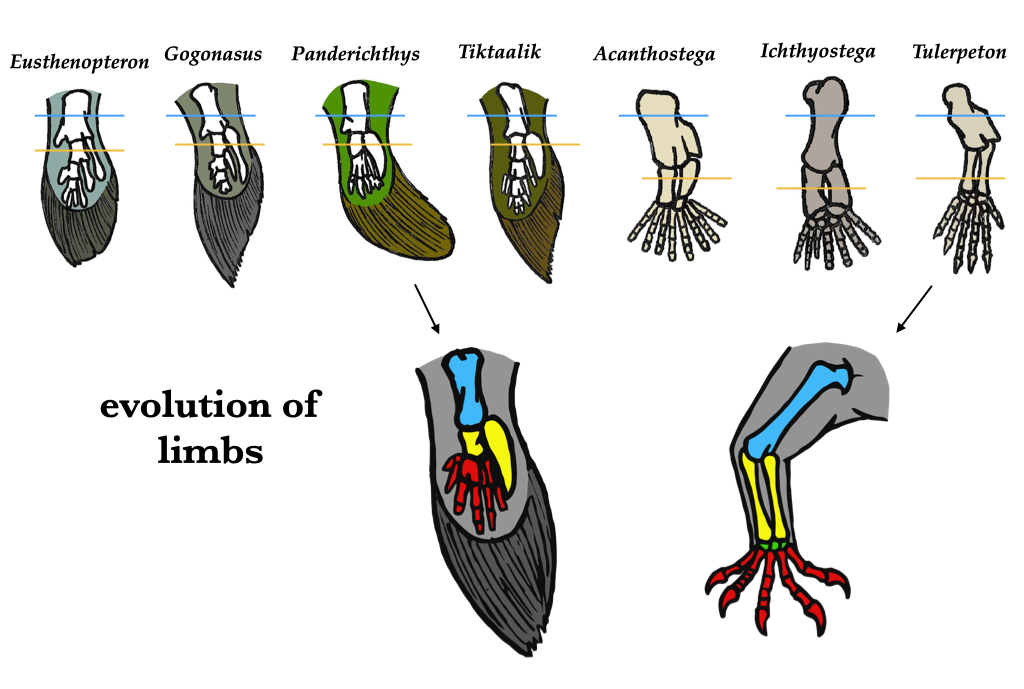 File:Bird Pelvic Girdle Skeleton.png - Wikipedia