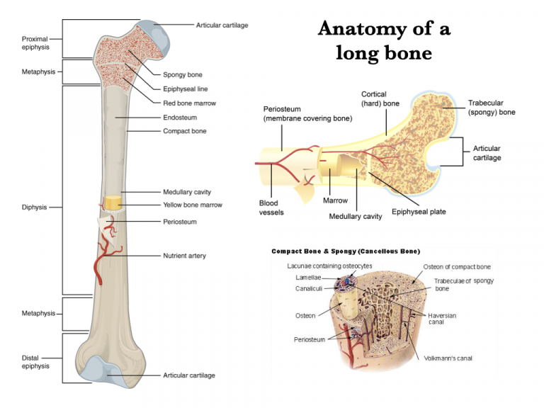 Arms and Legs – Morphology of the Vertebrate Skeleton