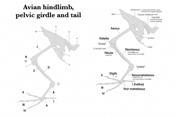 Wrists, Ankles, Hands, and Feet – Morphology of the Vertebrate Skeleton