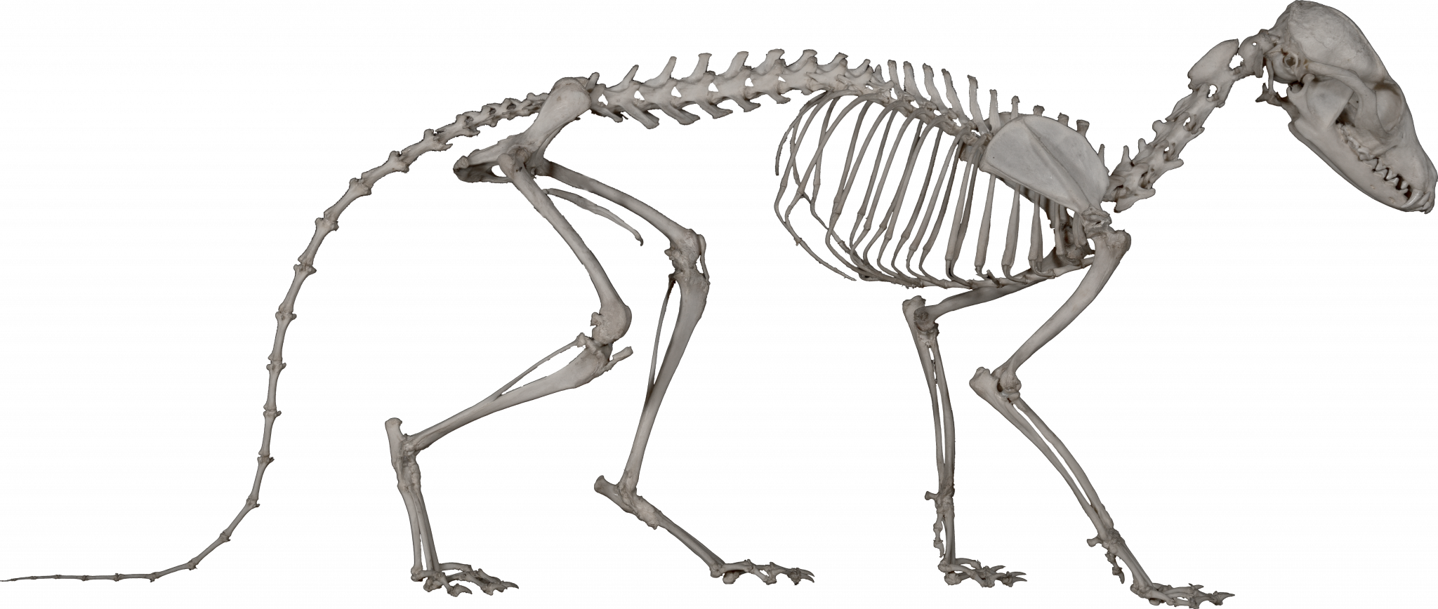 Morphology of the Vertebrate Skeleton – Morphology of the Vertebrate