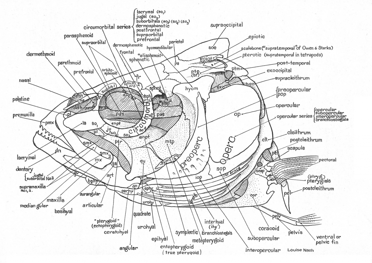 Fish Skulls – Morphology of the Vertebrate Skeleton