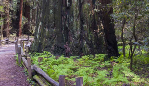 Looking at the base of the tree, where there are light green, delicate, baby ferns.