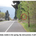 Shows a traffic warning sign partially hidden by green vegetation