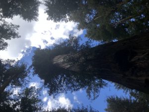 Looking straight up, where there are bright clouds among and above the high tops of the redwoods